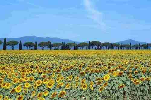 Learn Italian in Maremma